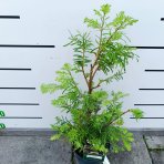 Metasekvoja čínska (Metasequoia glyptostroboides) ´SCHIRMANS NORDLICHT´ - výška 50-70 cm, kont. C3L